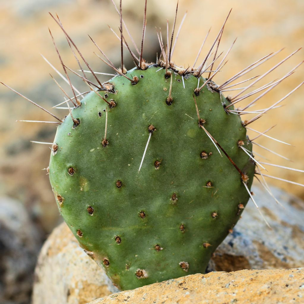 Prickly Pear Cactus 'Sedona Sunset' (O. polyacantha x) HARDY