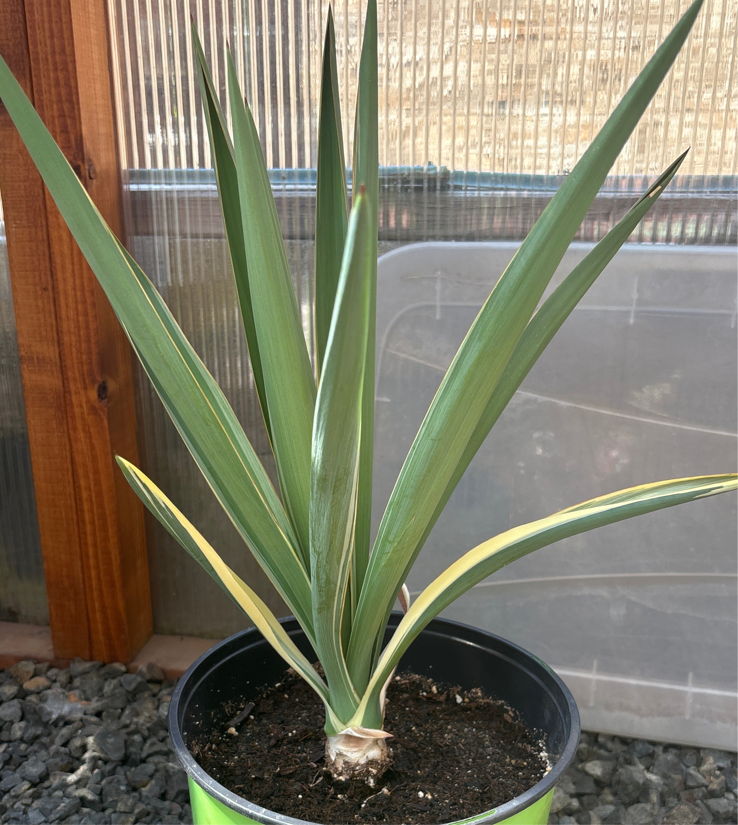 Yucca gloriosa 'Variegata' Spanish Dagger COLD HARDY