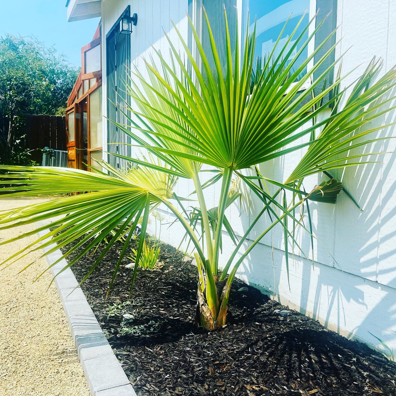 Palms – Desertscape Nursery