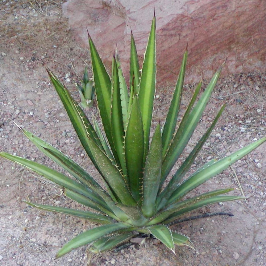 Agave lechuguilla 'Shin Dagger' - COLD HARDY - Seeds