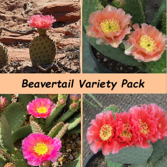 Beavertail Cactus Variety Pack (cuttings) - COLD HARDY
