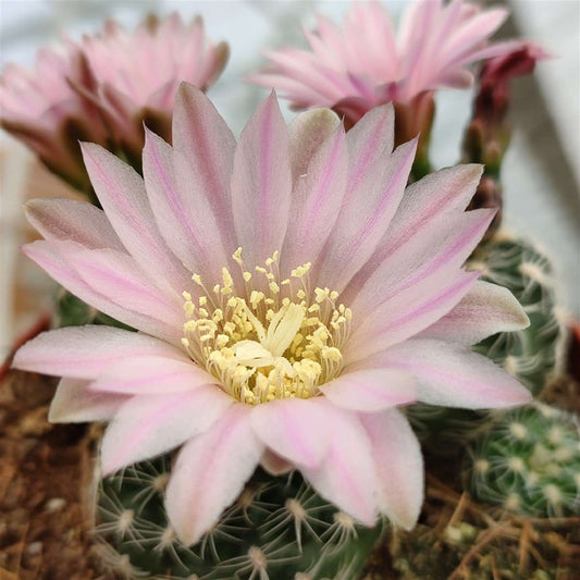 Chin Cactus 'Dwarf Barrel' (Gymnocalycium bruchii) COLD HARDY