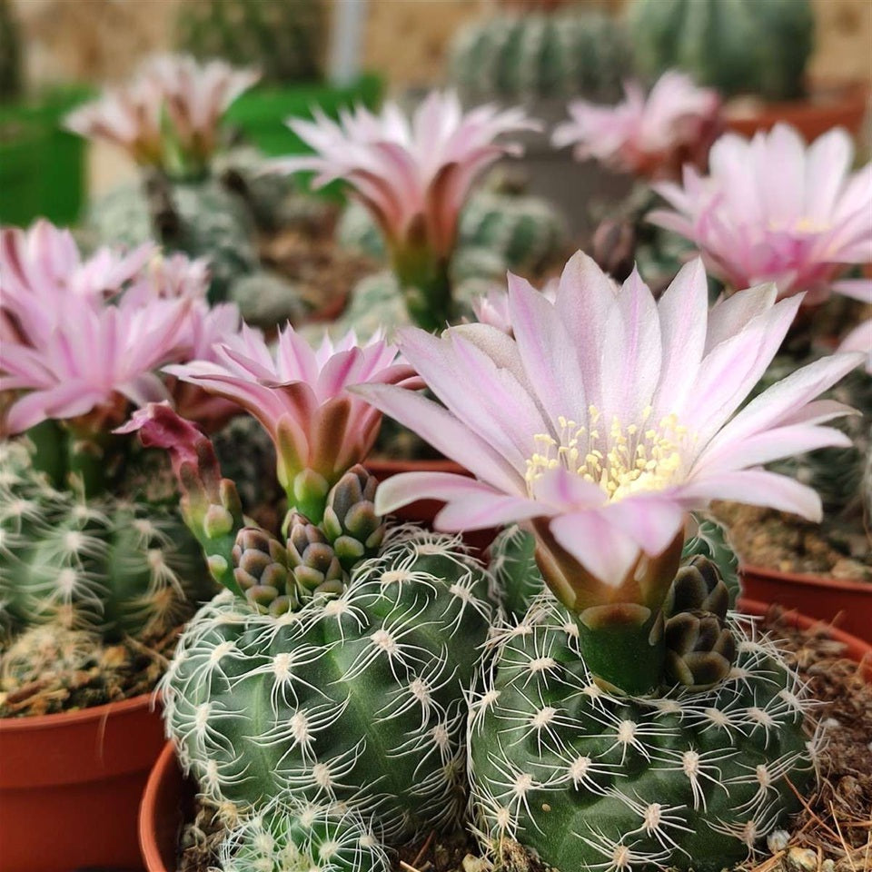 Chin Cactus 'Dwarf Barrel' (Gymnocalycium bruchii) COLD HARDY