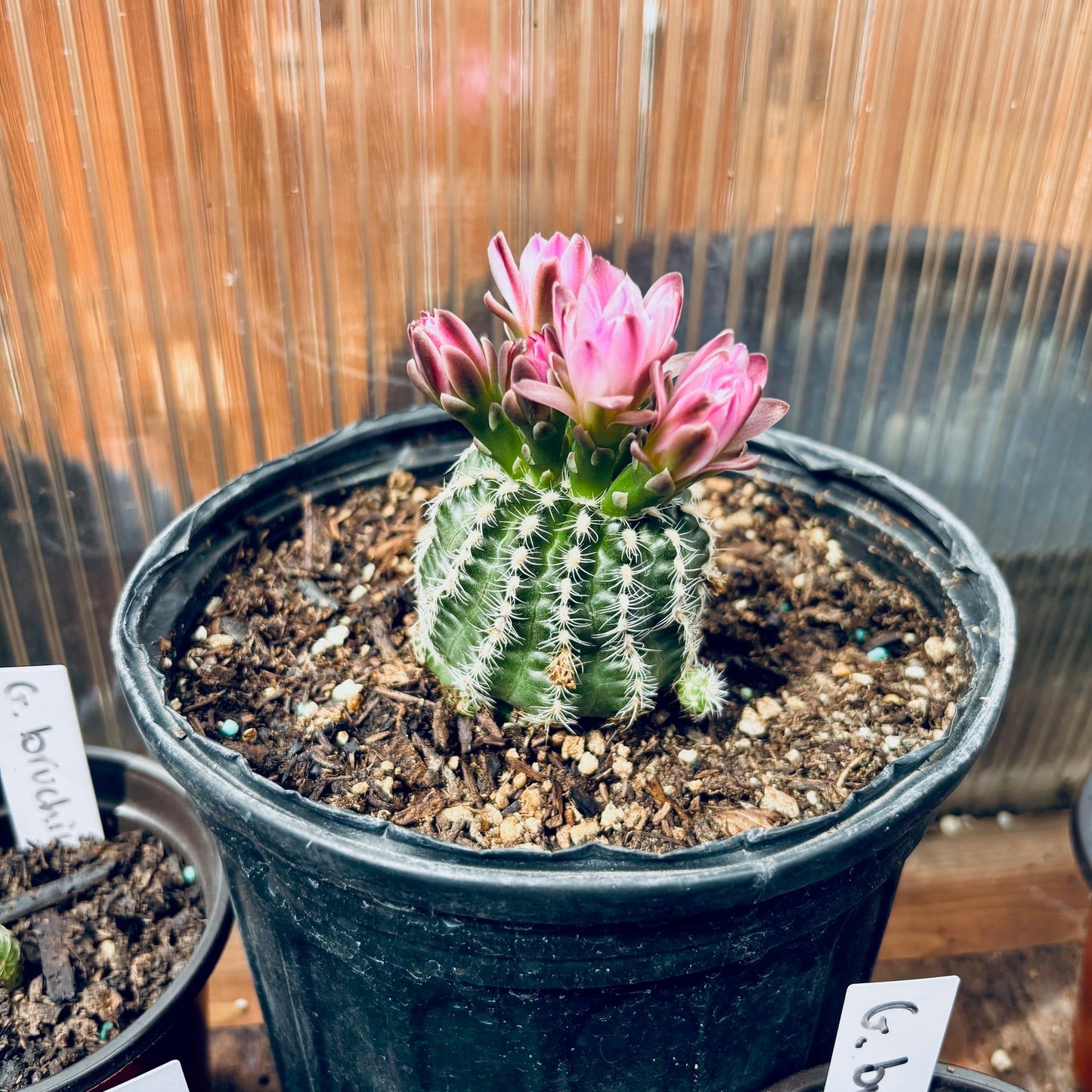 Chin Cactus 'Dwarf Barrel' (Gymnocalycium bruchii) COLD HARDY