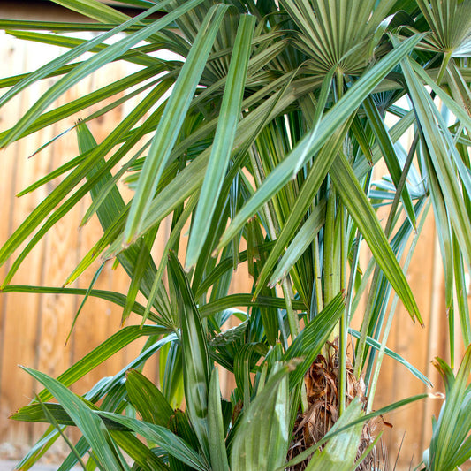 Rhapidophyllum hystrix ‘Oregon’ Needle Palm COLD HARDY