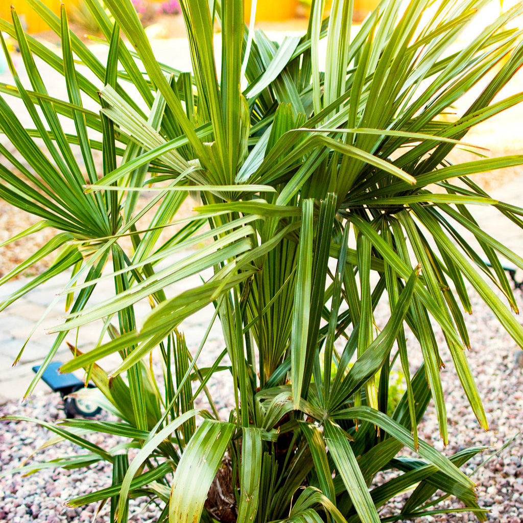 Rhapidophyllum hystrix ‘Oregon’ Needle Palm COLD HARDY