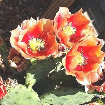 Prickly Pear Cactus 'Flame Thrower' (Opuntia humifusa x) COLD HARDY