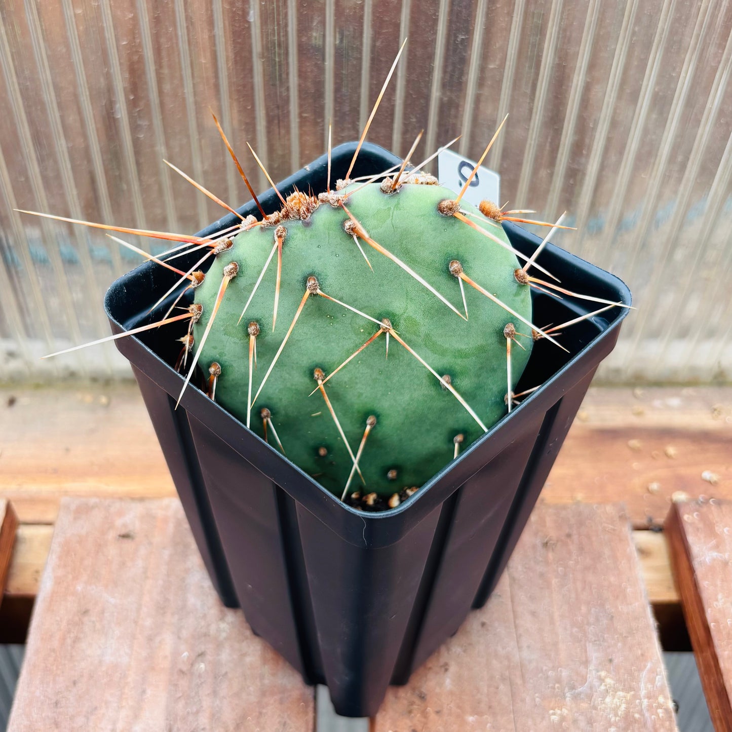 Prickly Pear Cactus 'Grand Canyon' (O. dulcis x) COLD HARDY