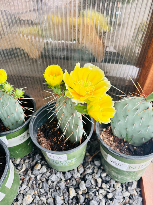 Prickly Pear Cactus 'Vejo' (O. gilvescens) COLD HARDY