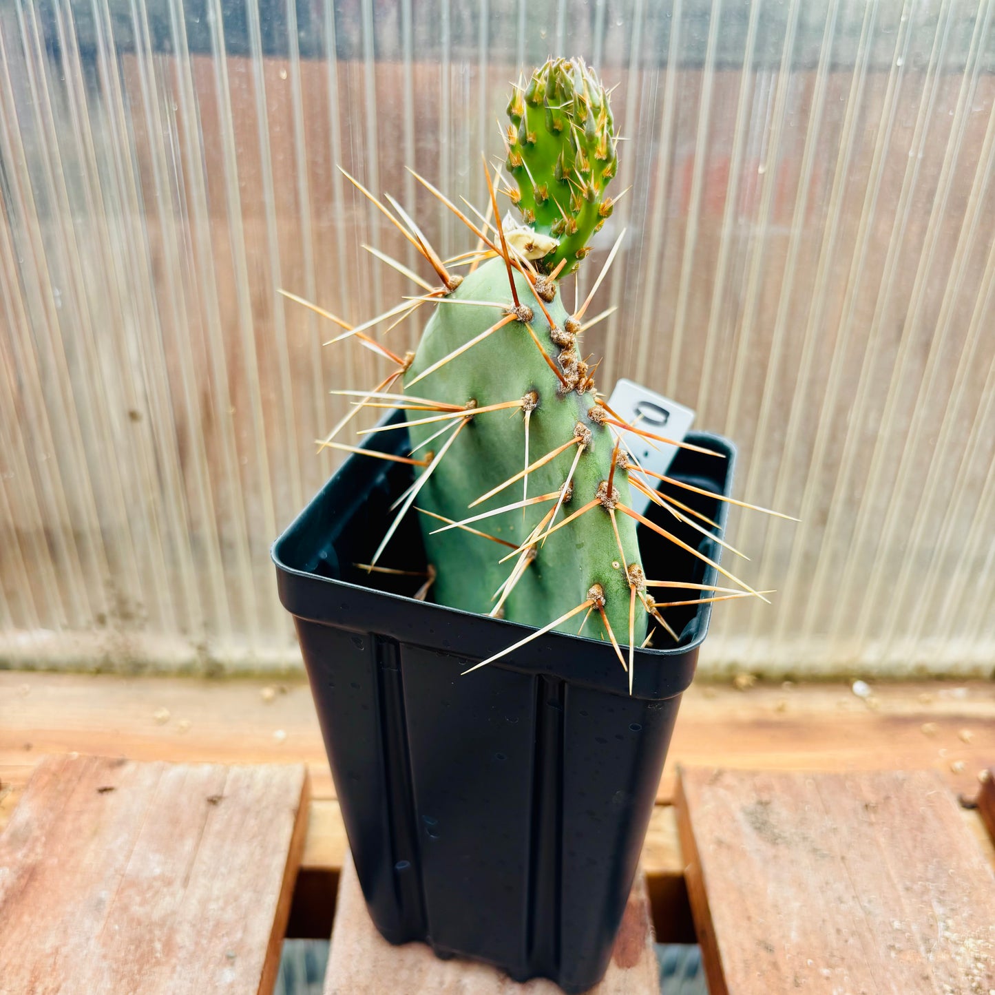Prickly Pear Cactus 'Grand Canyon' (O. dulcis x) COLD HARDY