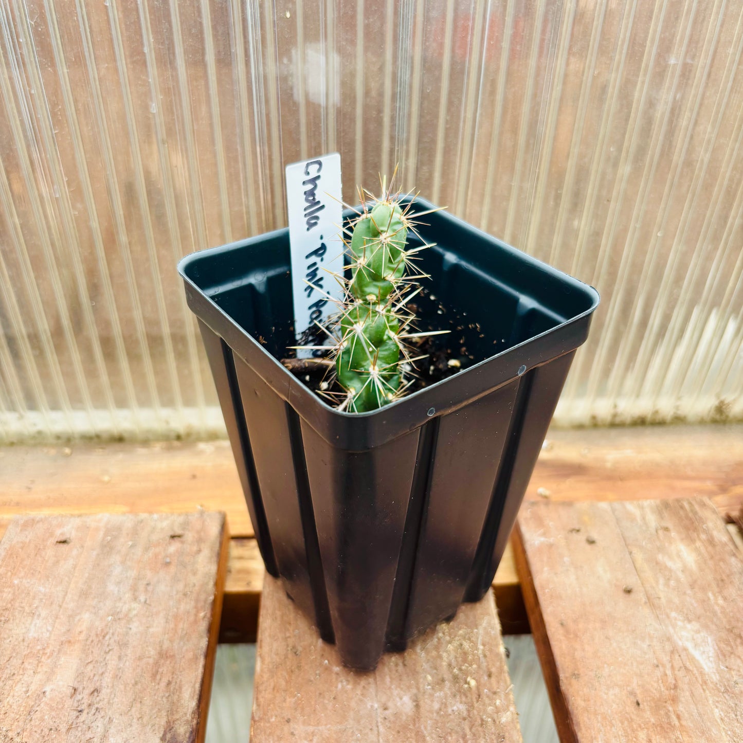Cholla Cactus 'Pink Panther' (imbricata x) COLD HARDY
