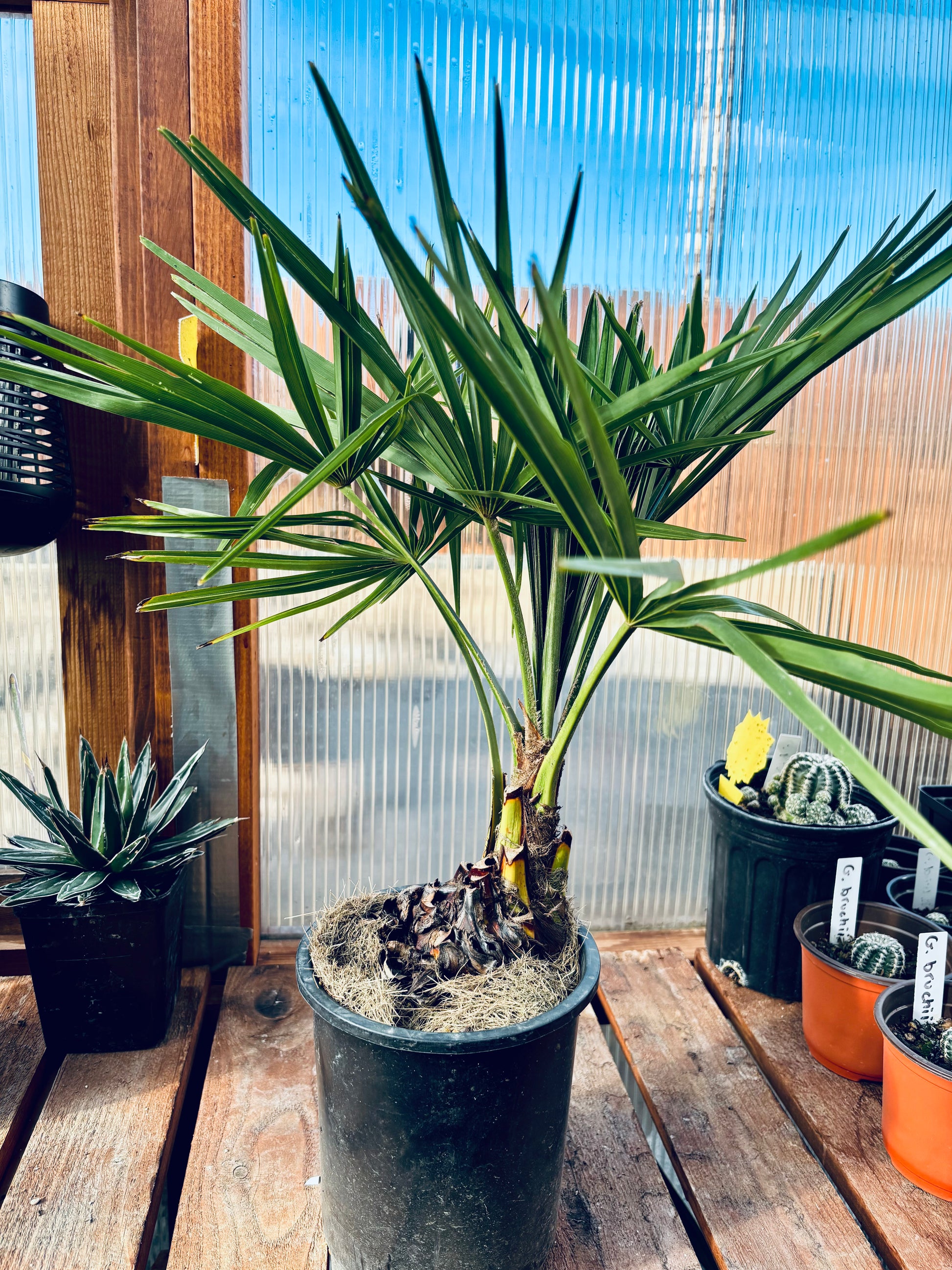 Trachycarpus fortunei 'Winsan' Windmill Palm COLD HARDY Trachycarpus fortunei 'Winsan' Windmill Palm COLD HARDY