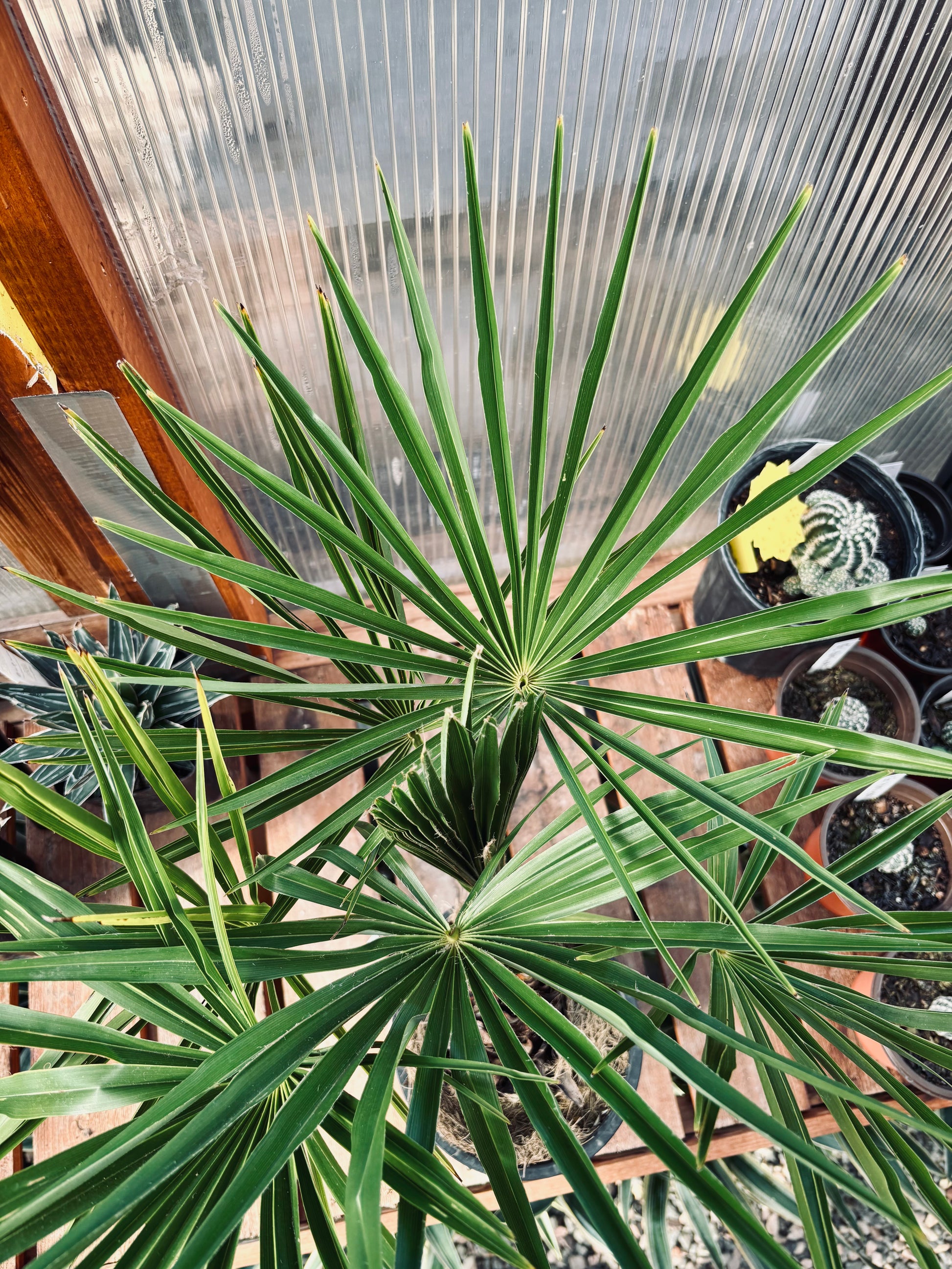 Trachycarpus fortunei 'Winsan' Windmill Palm COLD HARDY Trachycarpus fortunei 'Winsan' Windmill Palm COLD HARDY