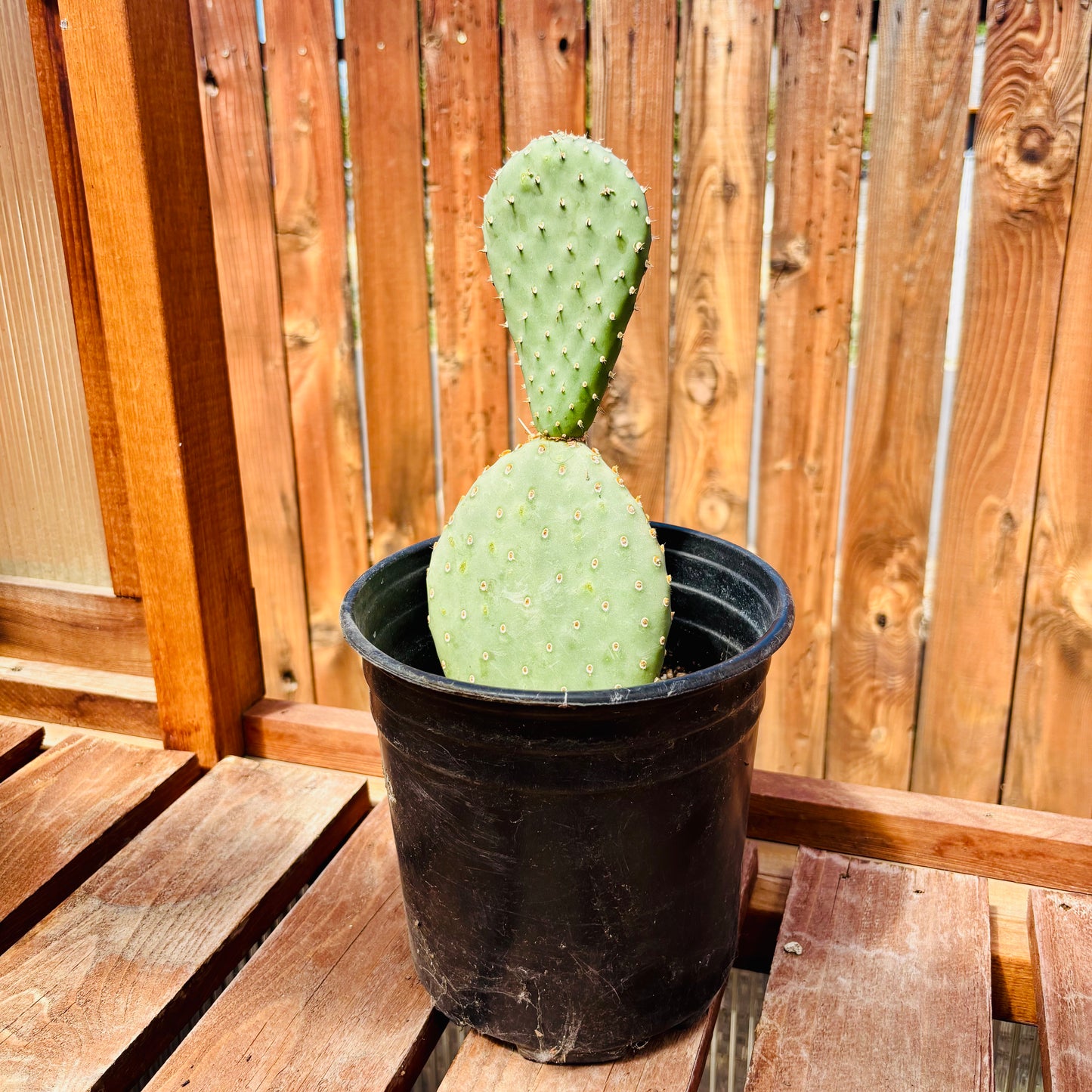 Beavertail Cactus 'Virgin River Rainbow' (Opuntia auera) HARDY