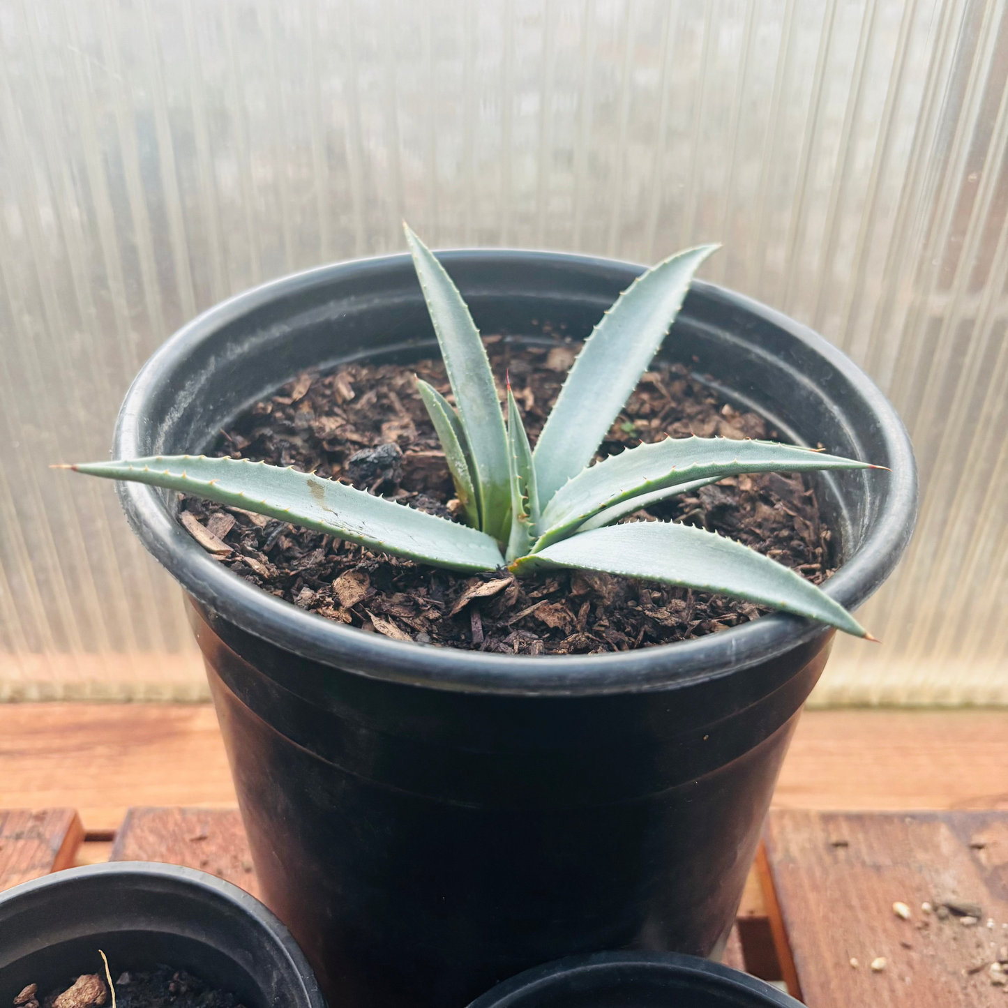 Agave parryi x utahensis 'OR Hybrid' COLD HARDY