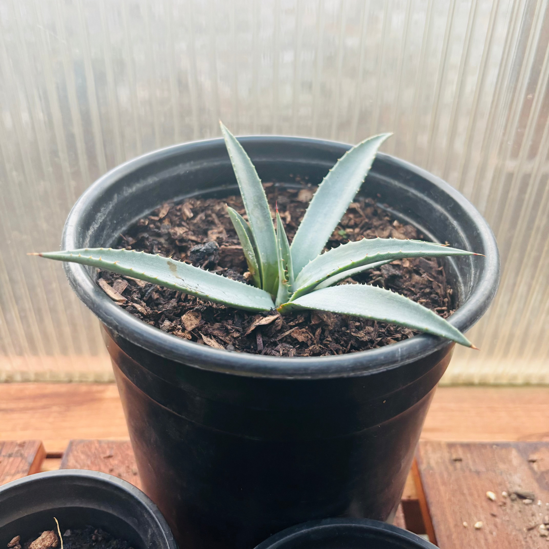 Agave parryi x utahensis 'OR Hybrid' COLD HARDY – Desertscape Nursery