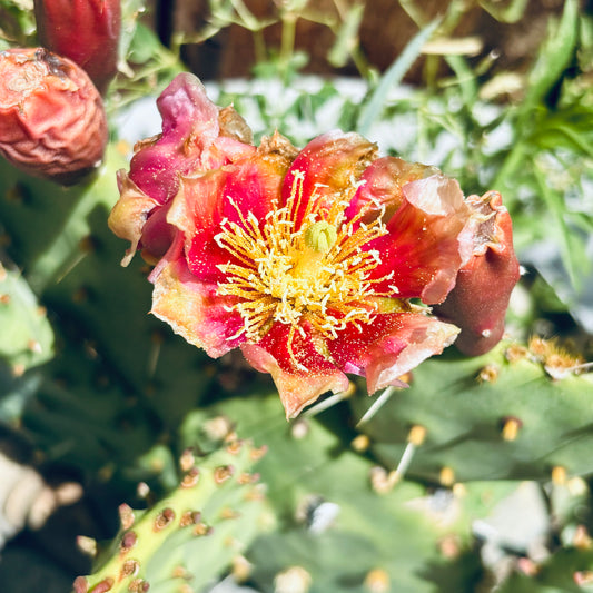 Prickly Pear Cactus 'Flame Thrower' (Opuntia humifusa x) COLD HARDY