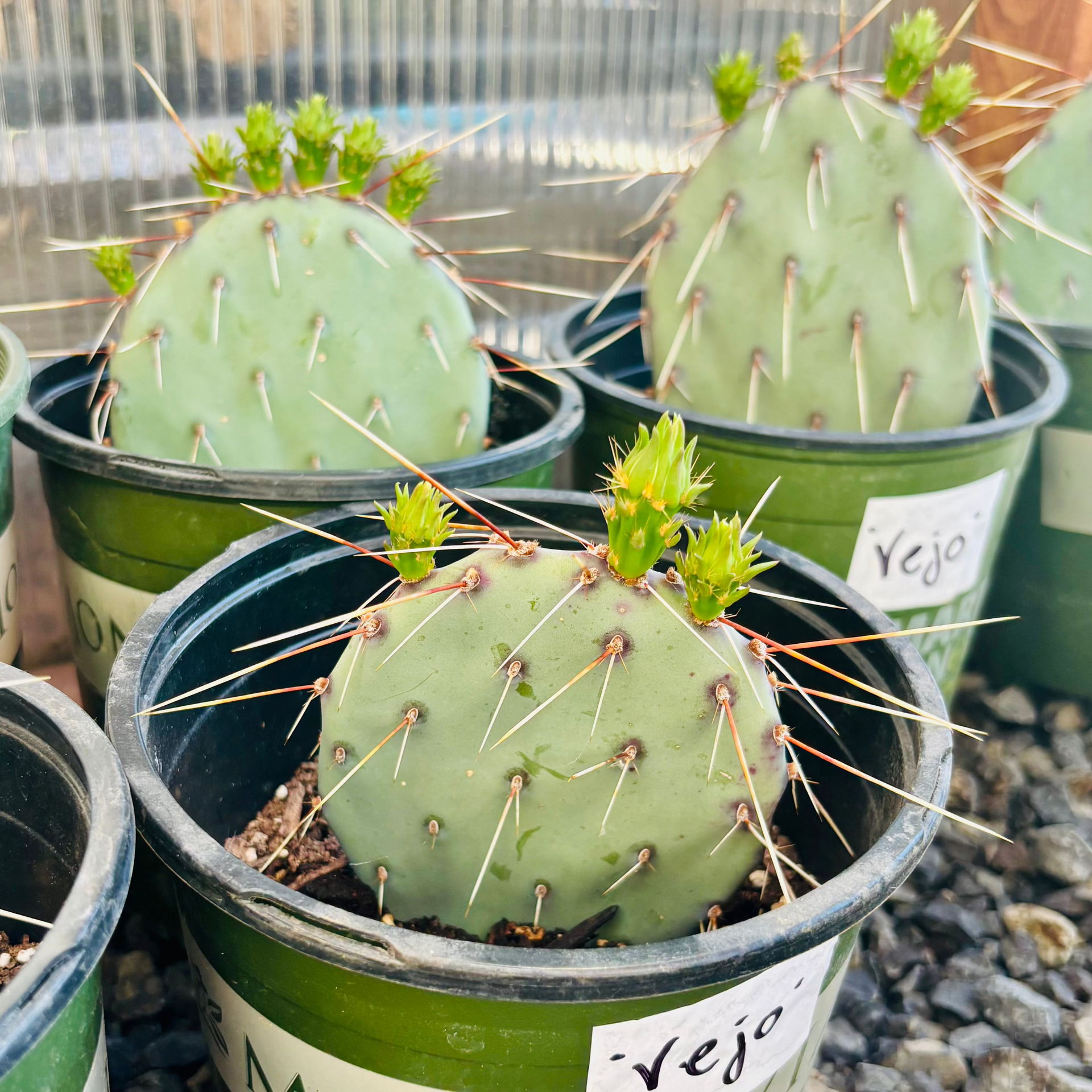 prickly pear cactus pot size Prickly Pear Cactus 'Vejo' (O. gilvescens) COLD HARDY – Desertscape Nursery