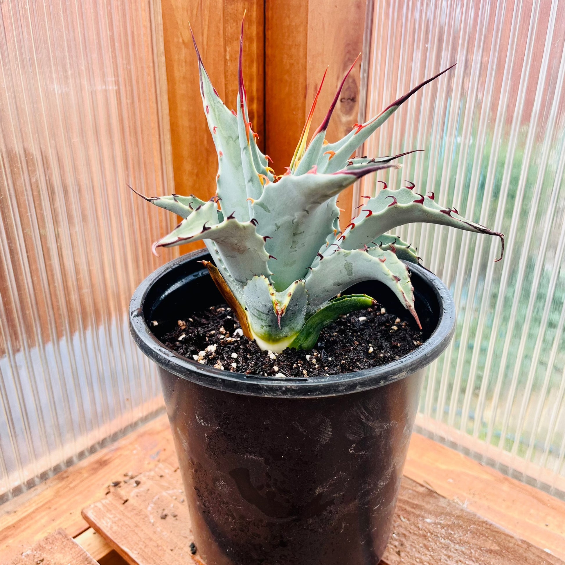 Agave parryi 'Oregon Hybrid' COLD HARDY ZONE 5