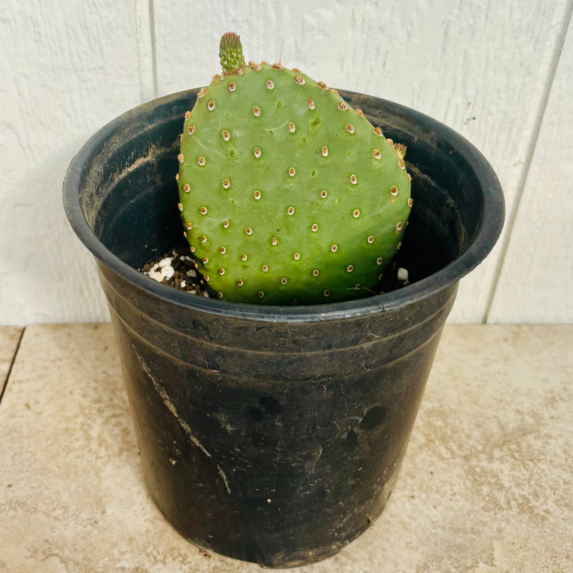 prickly pear cactus pot size Prickly Pear Cactus 'Party Favor' (O. utahensis hyb) COLD HARDY – Desertscape Nursery