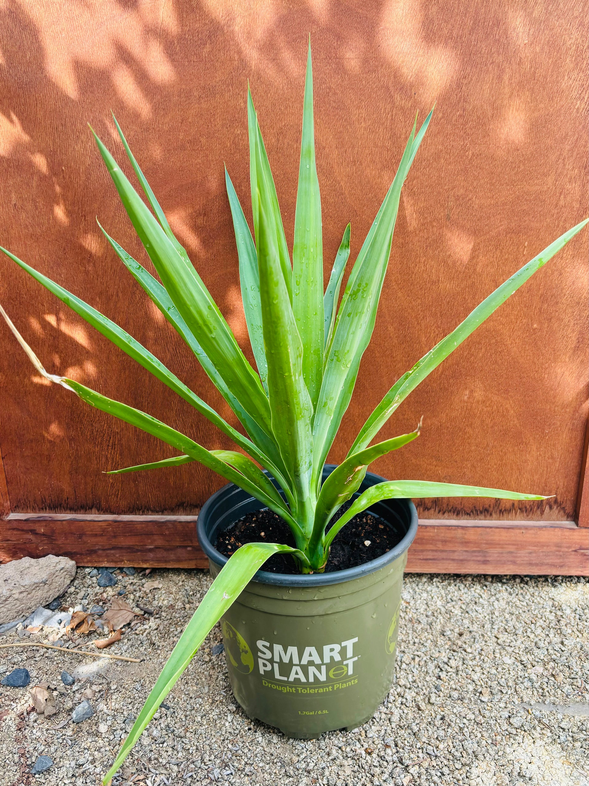 Yucca gloriosa 'Green' - Spanish Dagger COLD HARDY – Desertscape