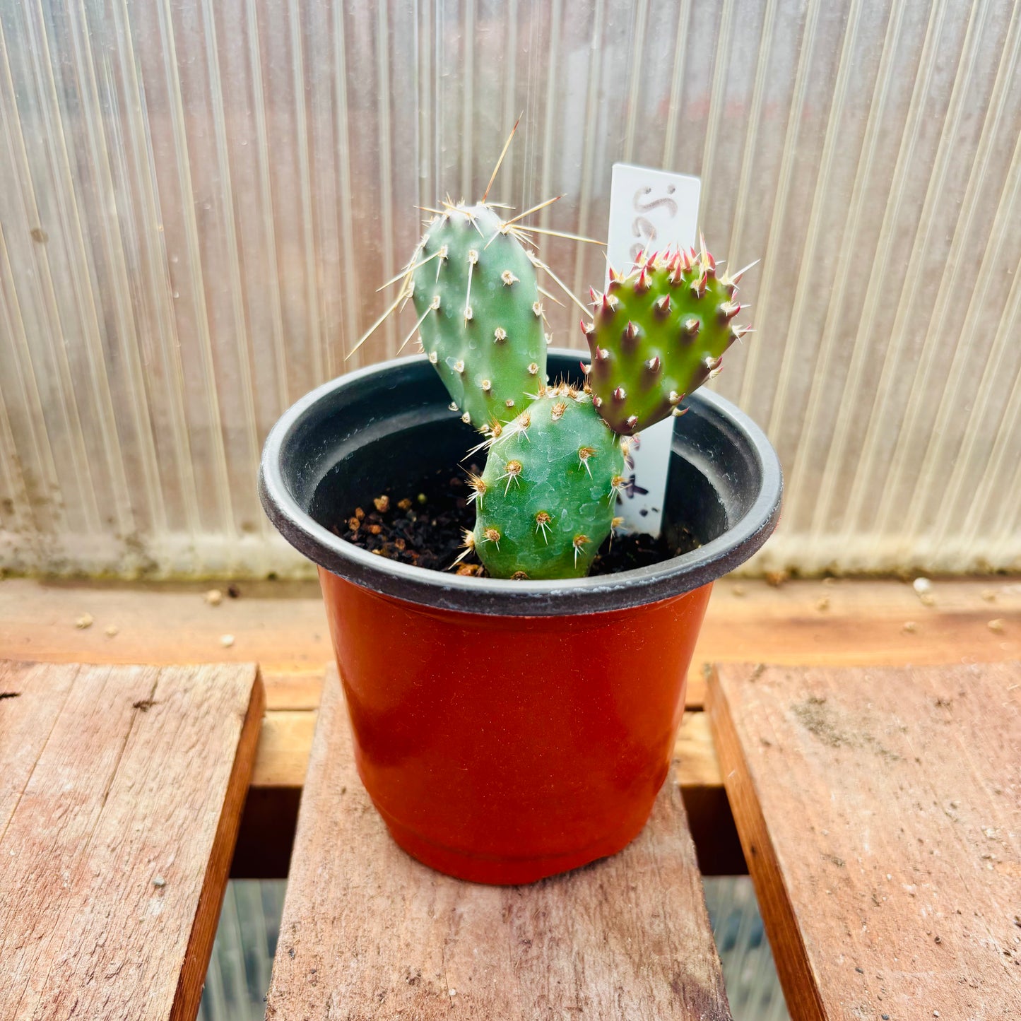 Prickly Pear Cactus 'Sedona Sunset' (O. polyacantha x) HARDY