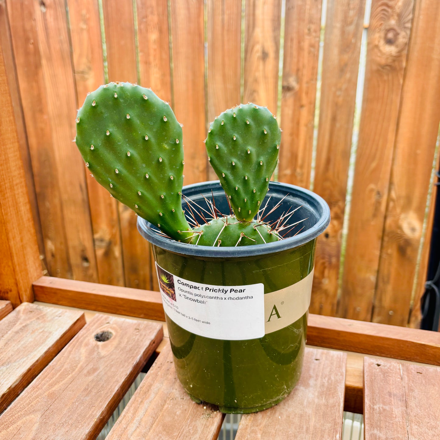 Prickly Pear Cactus 'Snowball' (O. polyacantha x rhodantha) HARDY