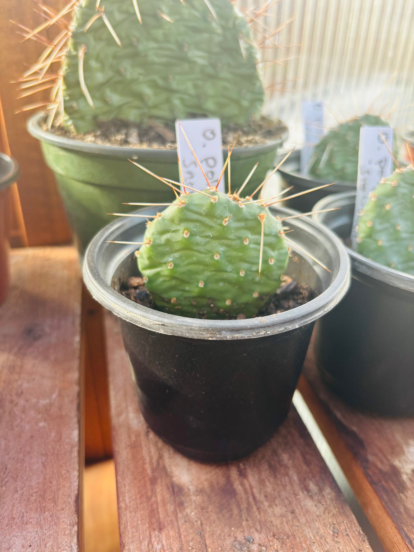 Prickly Pear Cactus 'Snowball' (O. polyacantha x rhodantha) HARDY