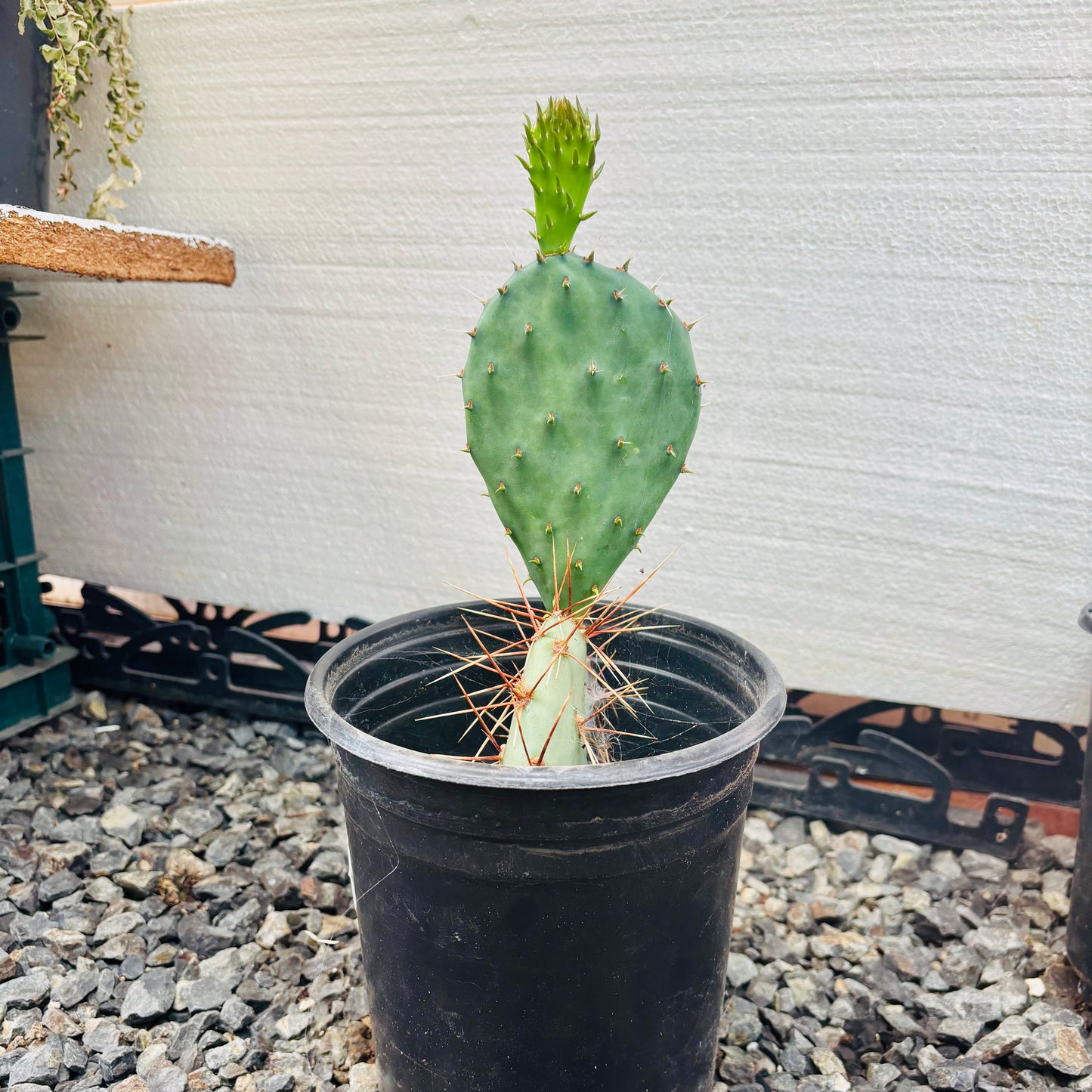 Prickly Pear Cactus 'Grand Canyon' (O. dulcis x) COLD HARDY