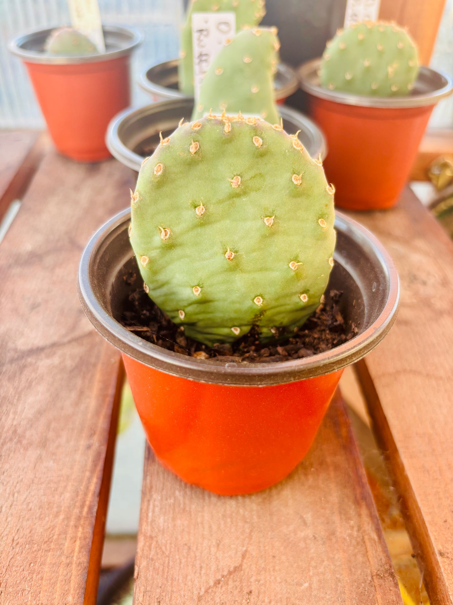 Beavertail Cactus 'Ruffled Papaya' (Opuntia aurea hyb) COLD HARDY