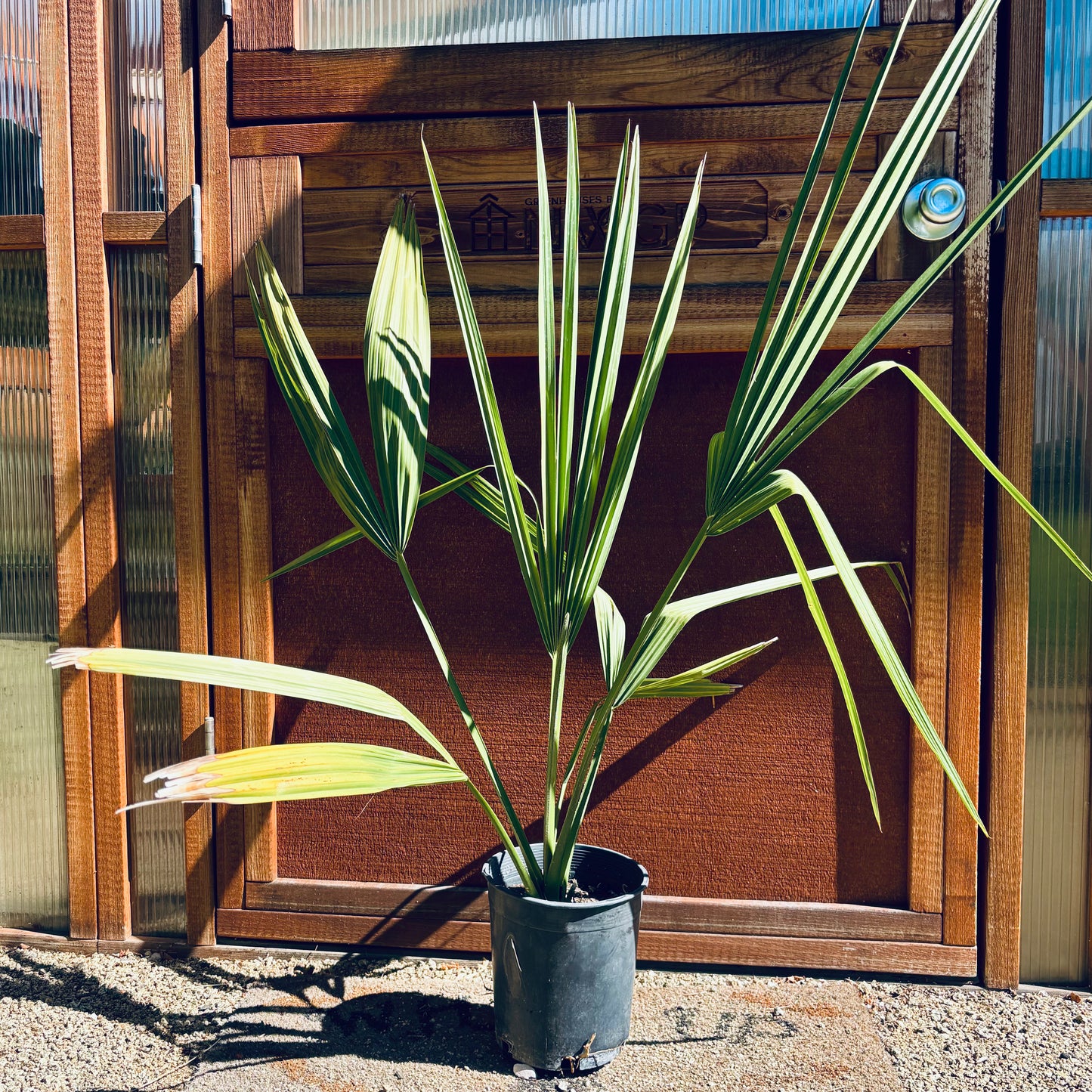Sabal Palm ‘Oregon Hybrid’ Palm Tree - COLD HARDY