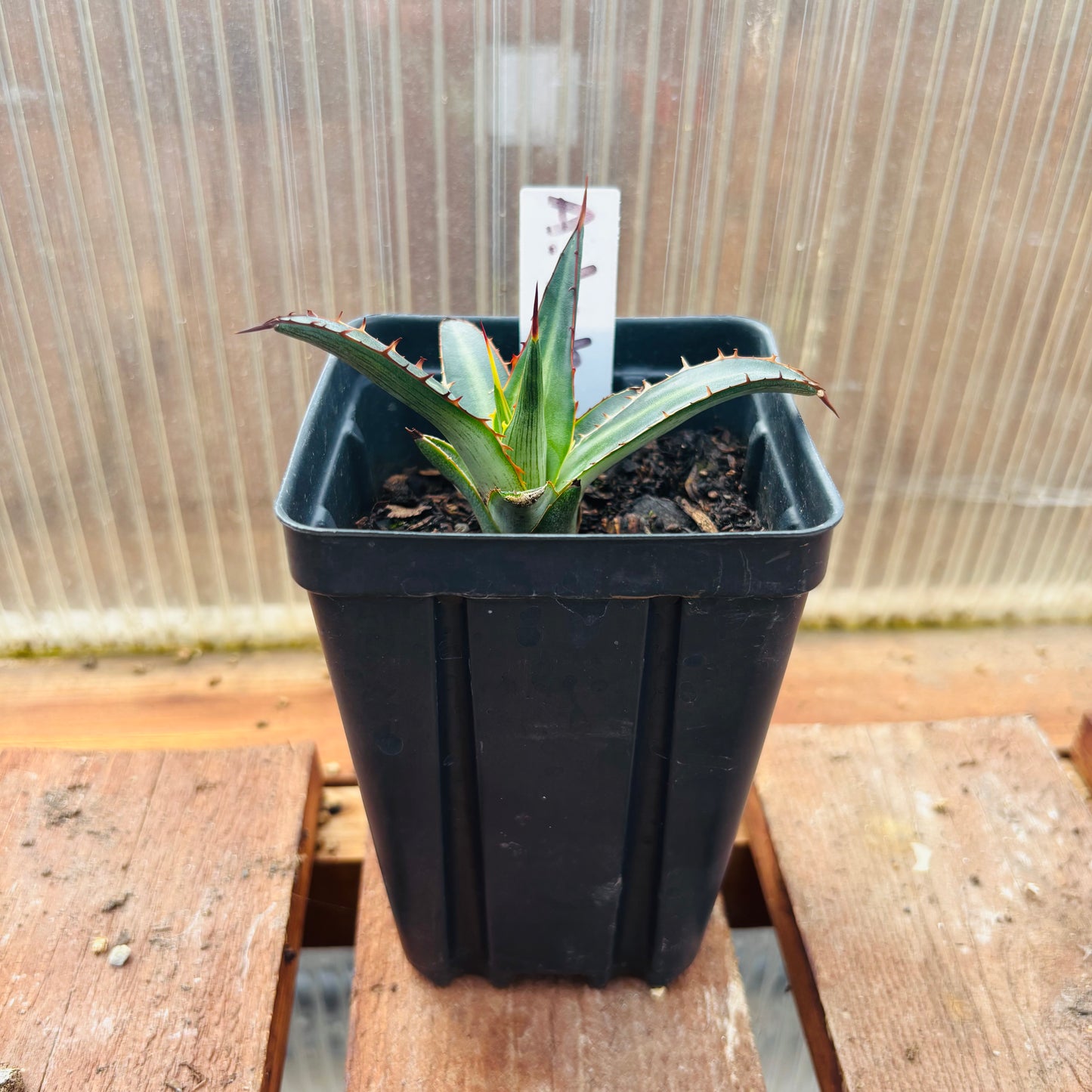 Agave lechuguilla 'Shin Dagger" COLD HARDY ZONE 6