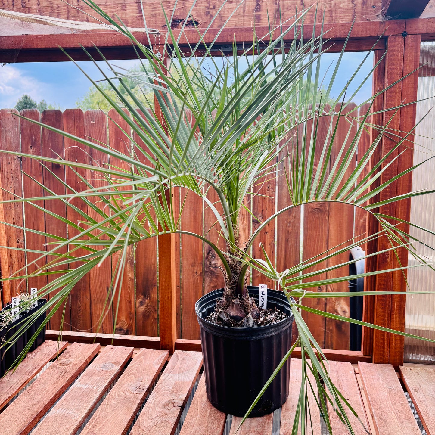 Butia odorata ‘Blue' Pindo Palm - COLD HARDY