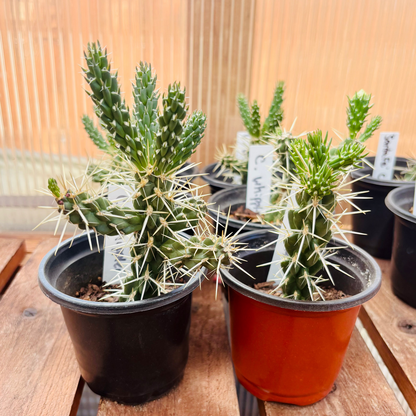 Whipple's Cholla Cactus (Cylindropuntia whipplei) COLD HARDY