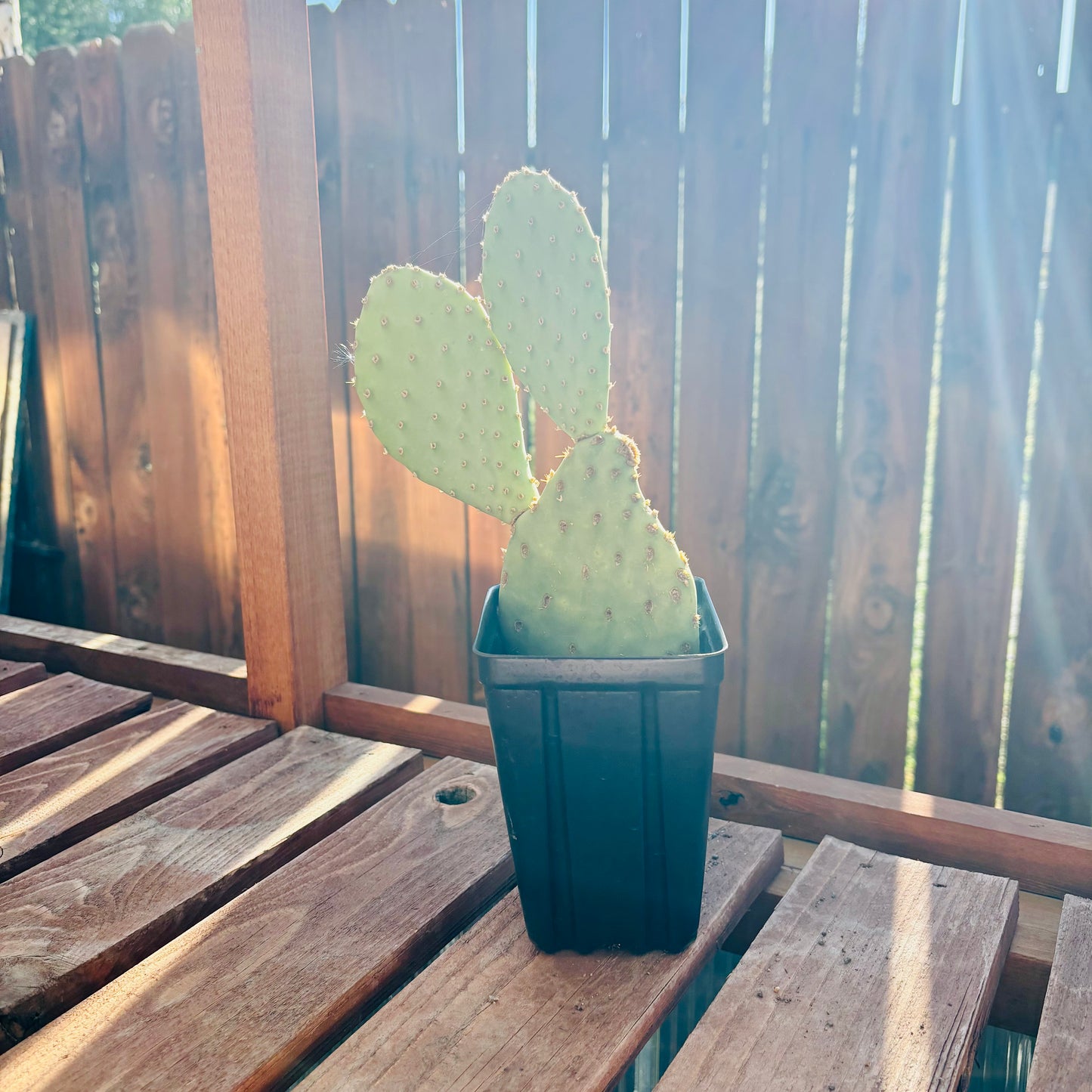 Beavertail Cactus 'Red Canyon' (Opuntia auera) COLD HARDY