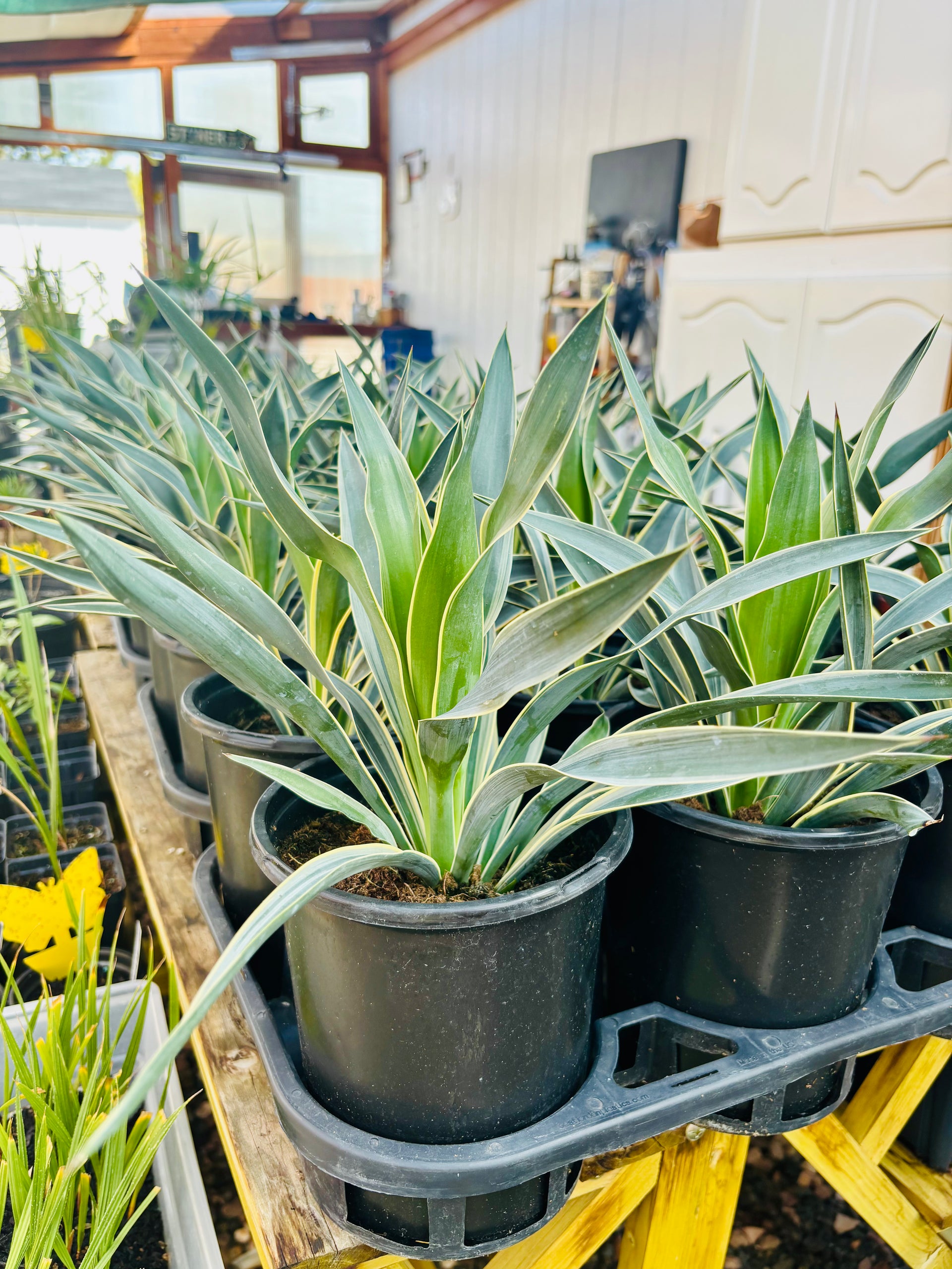 Yucca gloriosa 'Variegata' Spanish Dagger COLD HARDY – Desertscape