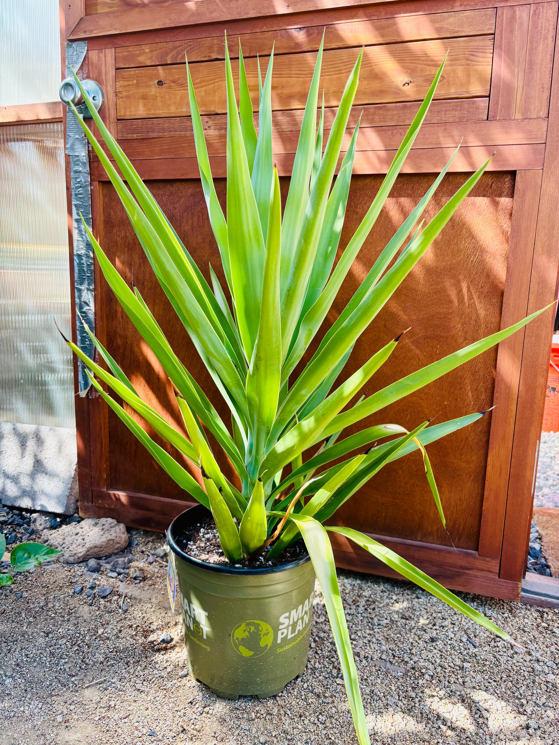 Yucca gloriosa 'Green' - Spanish Dagger COLD HARDY – Desertscape
