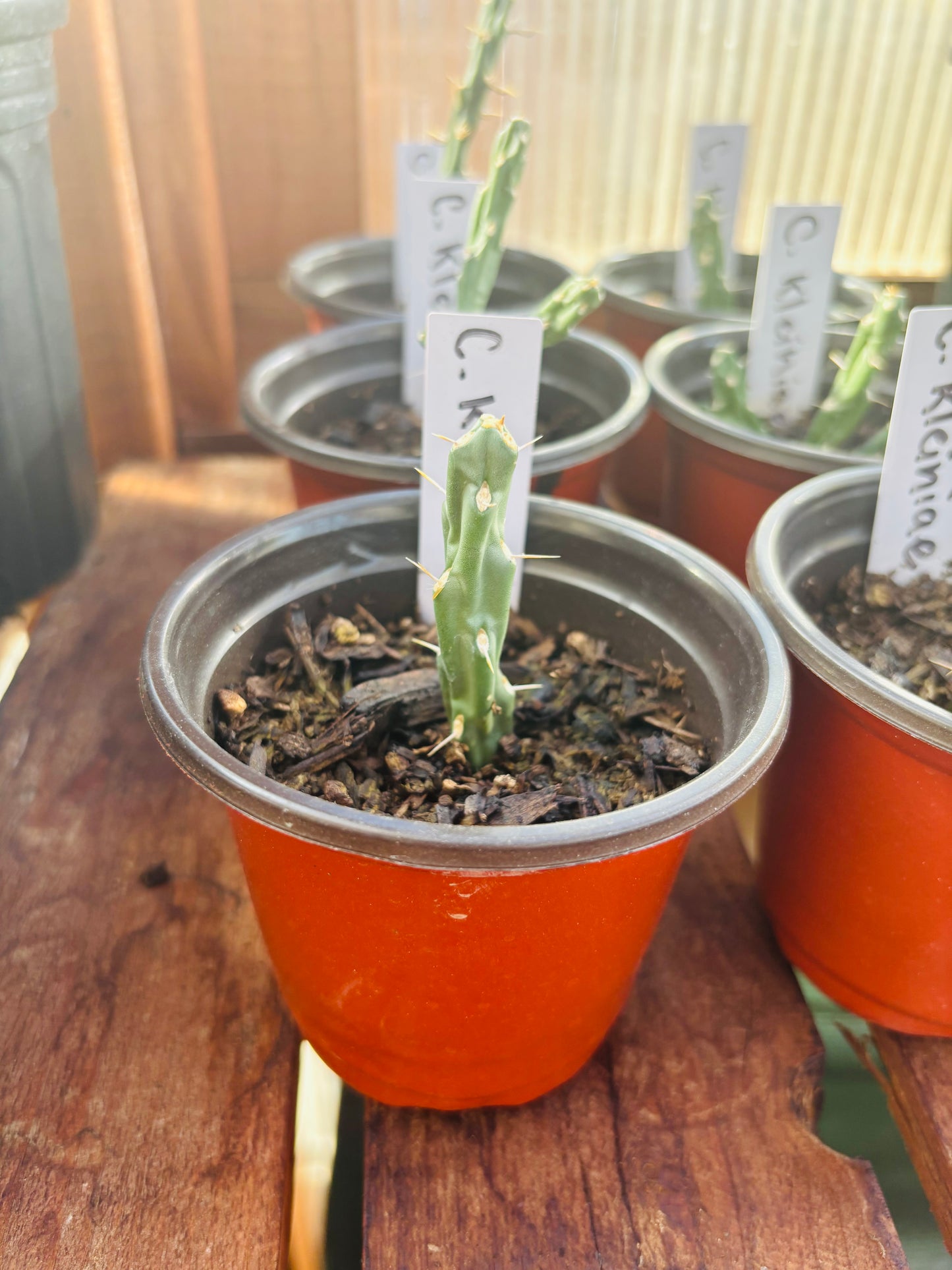 Candle Cholla Cactus (Cylindropuntia kleiniae) - COLD HARDY