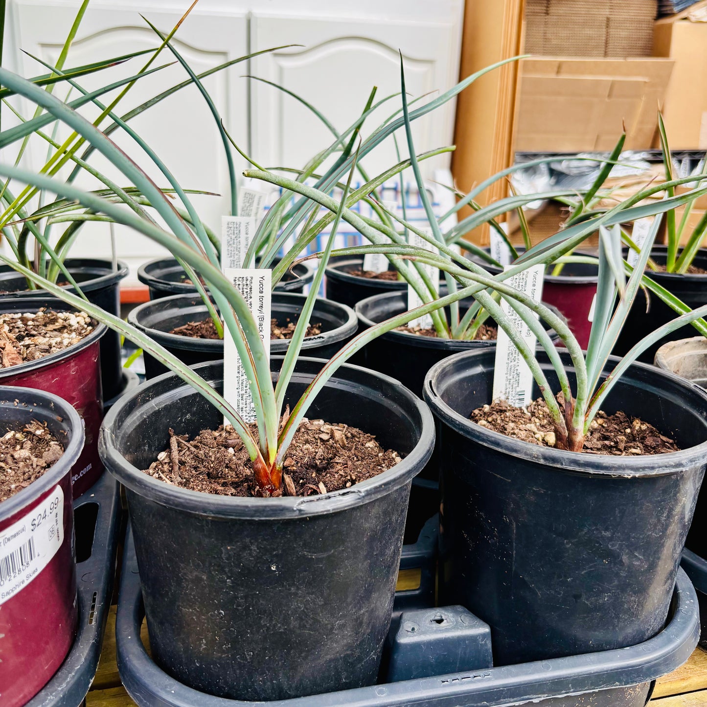 Yucca torreyi (Torrey's Yucca) Oregon COLD HARDY