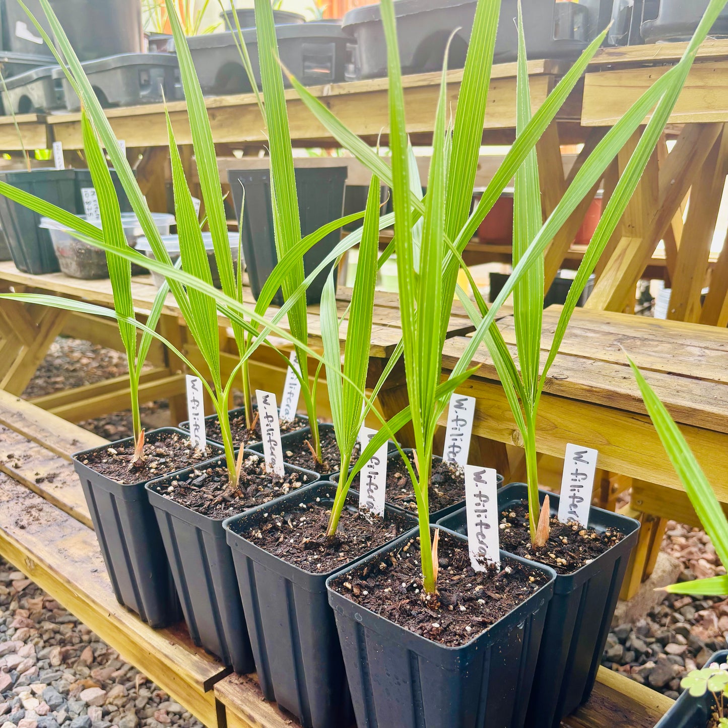 Washingtonia filifera 'Oregon High Desert' COLD HARDY
