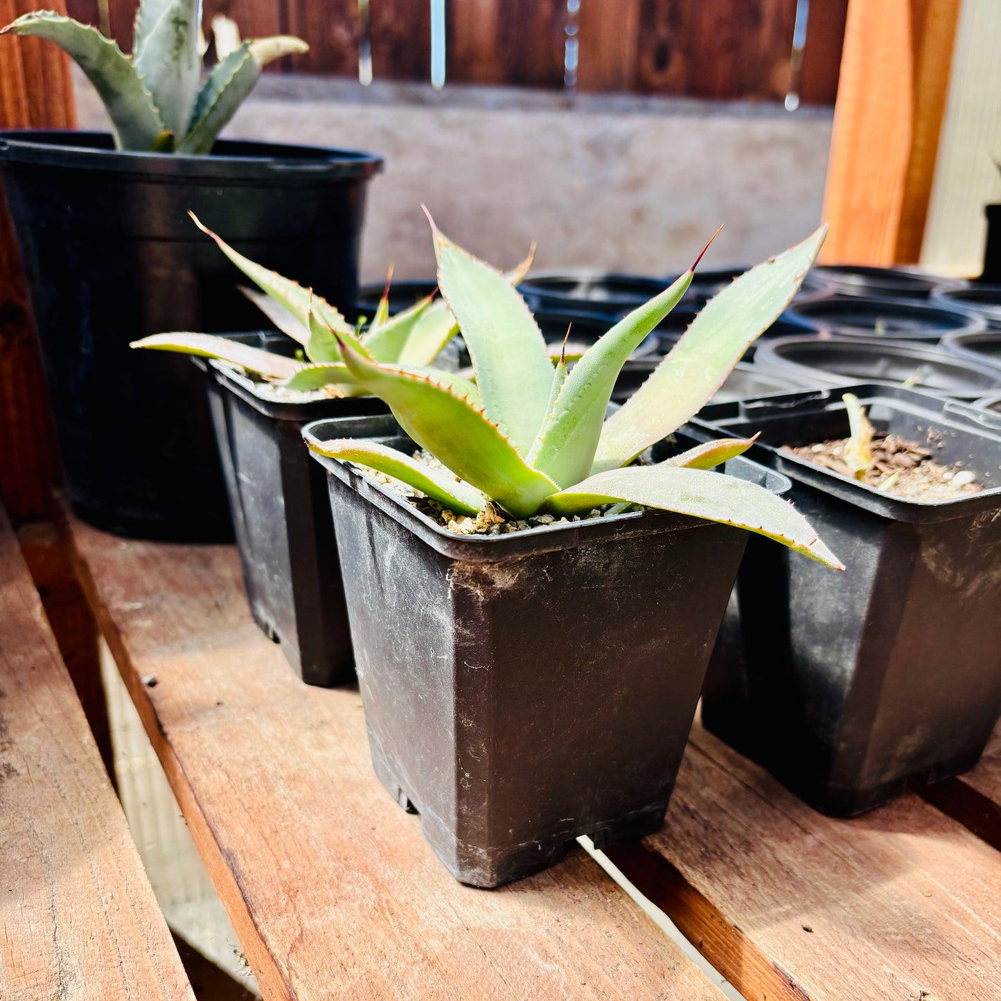 Agave parryi 'Oregon Hybrid' COLD HARDY ZONE 5