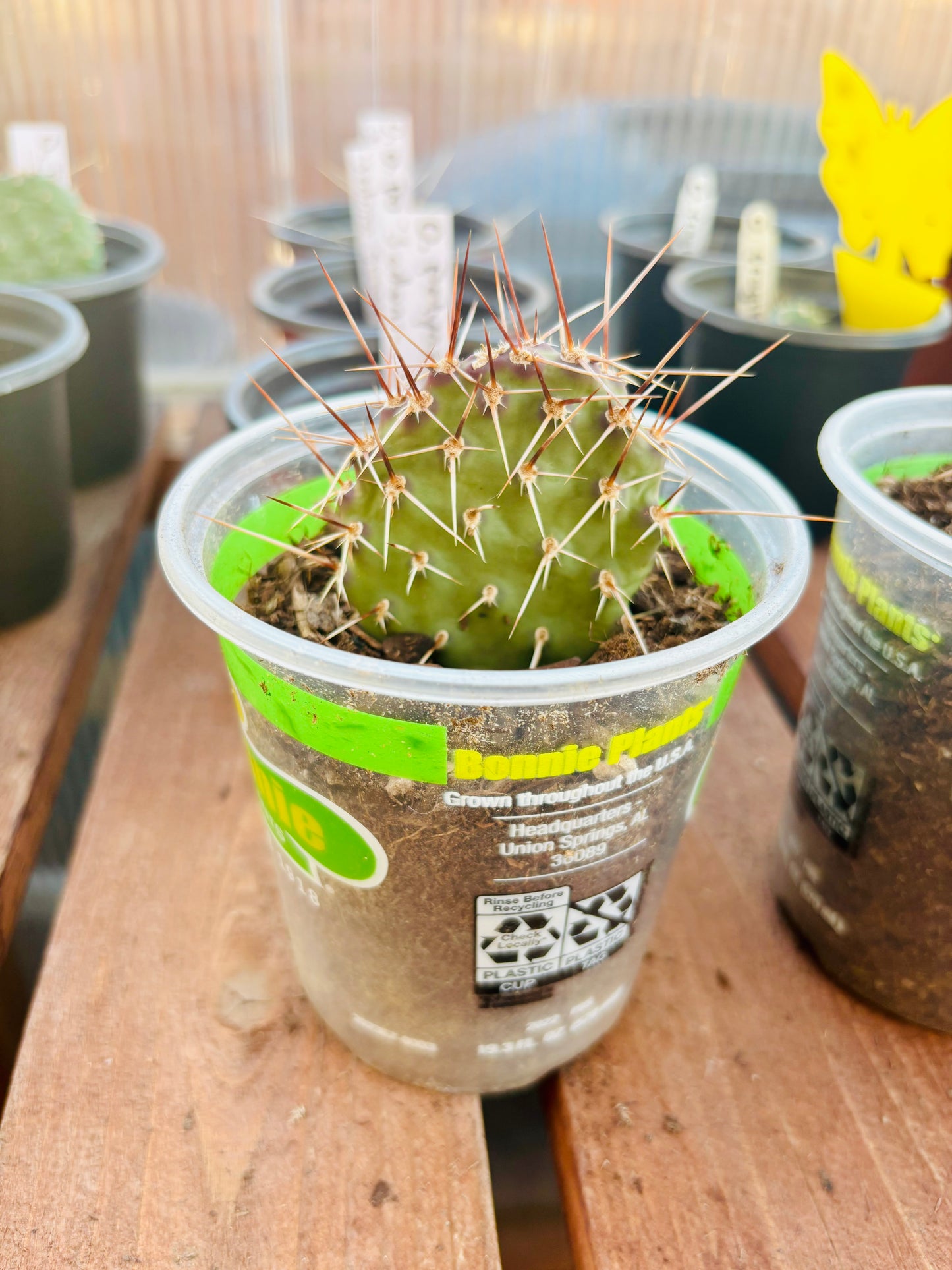 Prickly Pear Cactus 'Sedona Sunset' (O. polyacantha x) HARDY