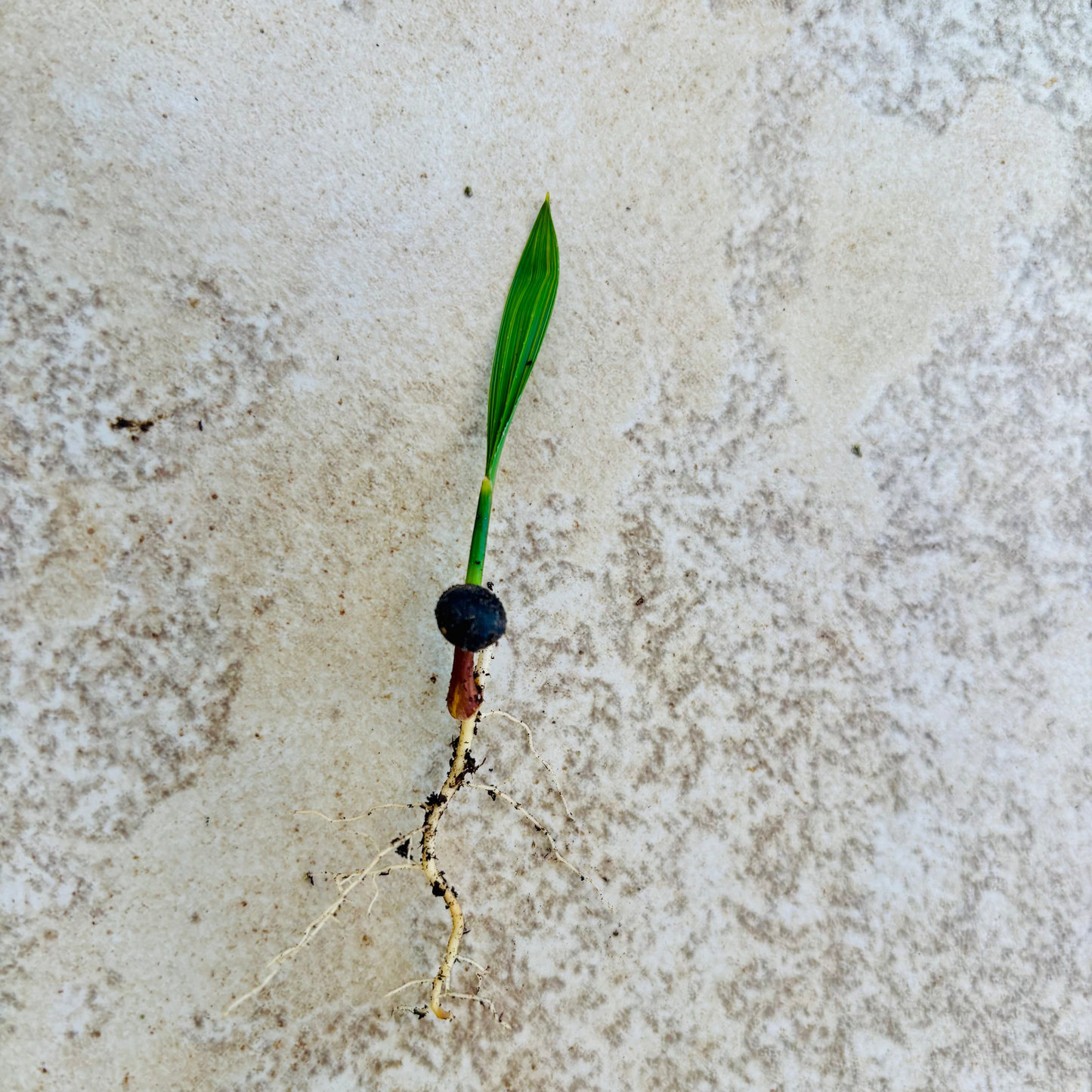 Sabal Palm ‘Oregon Hybrid’ Palm Tree - COLD HARDY