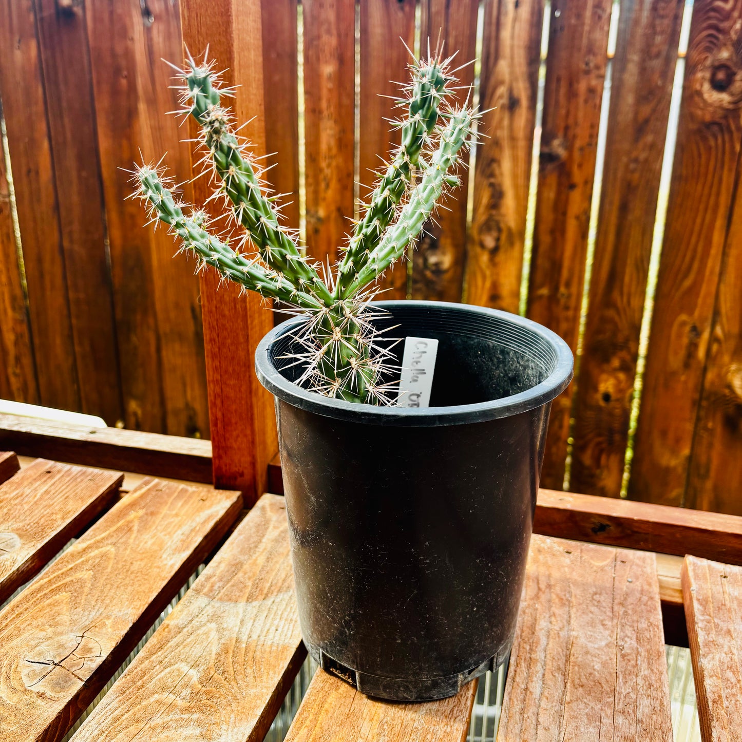 Cholla 'Oregon Haze' (Cylindropuntia echinocarpa) COLD HARDY