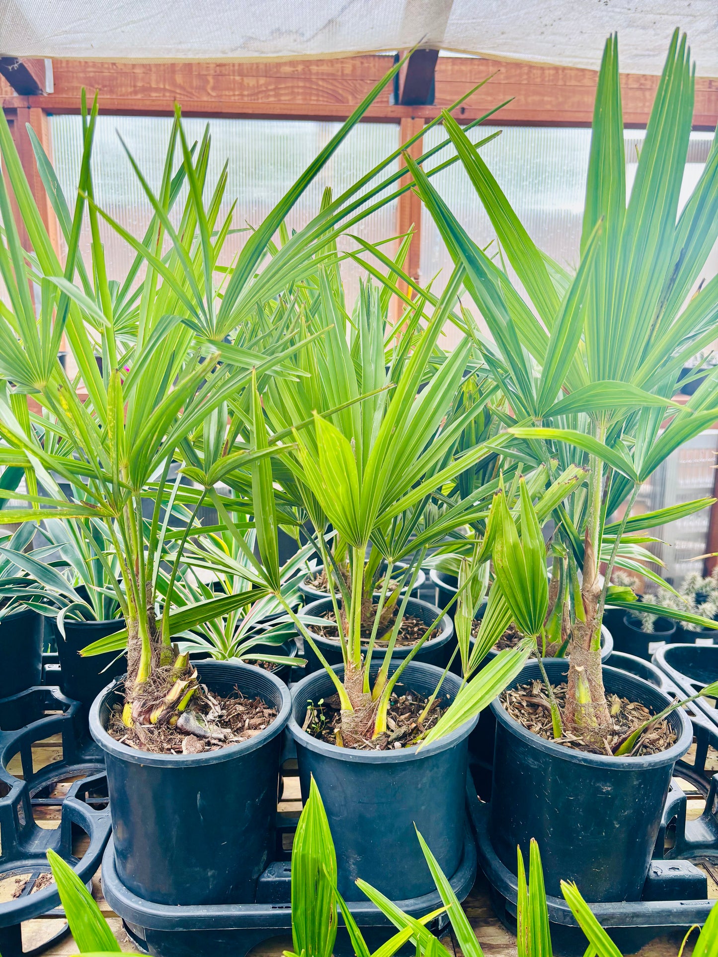 Trachycarpus fortunei ‘Bulgaria’ Windmill Palm COLD HARDY