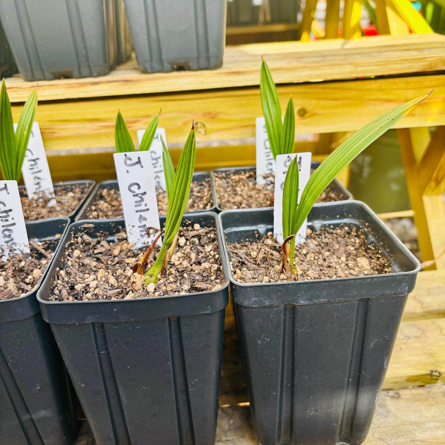 Jubaea chilensis 'Wine Palm' Oregon COLD HARDY