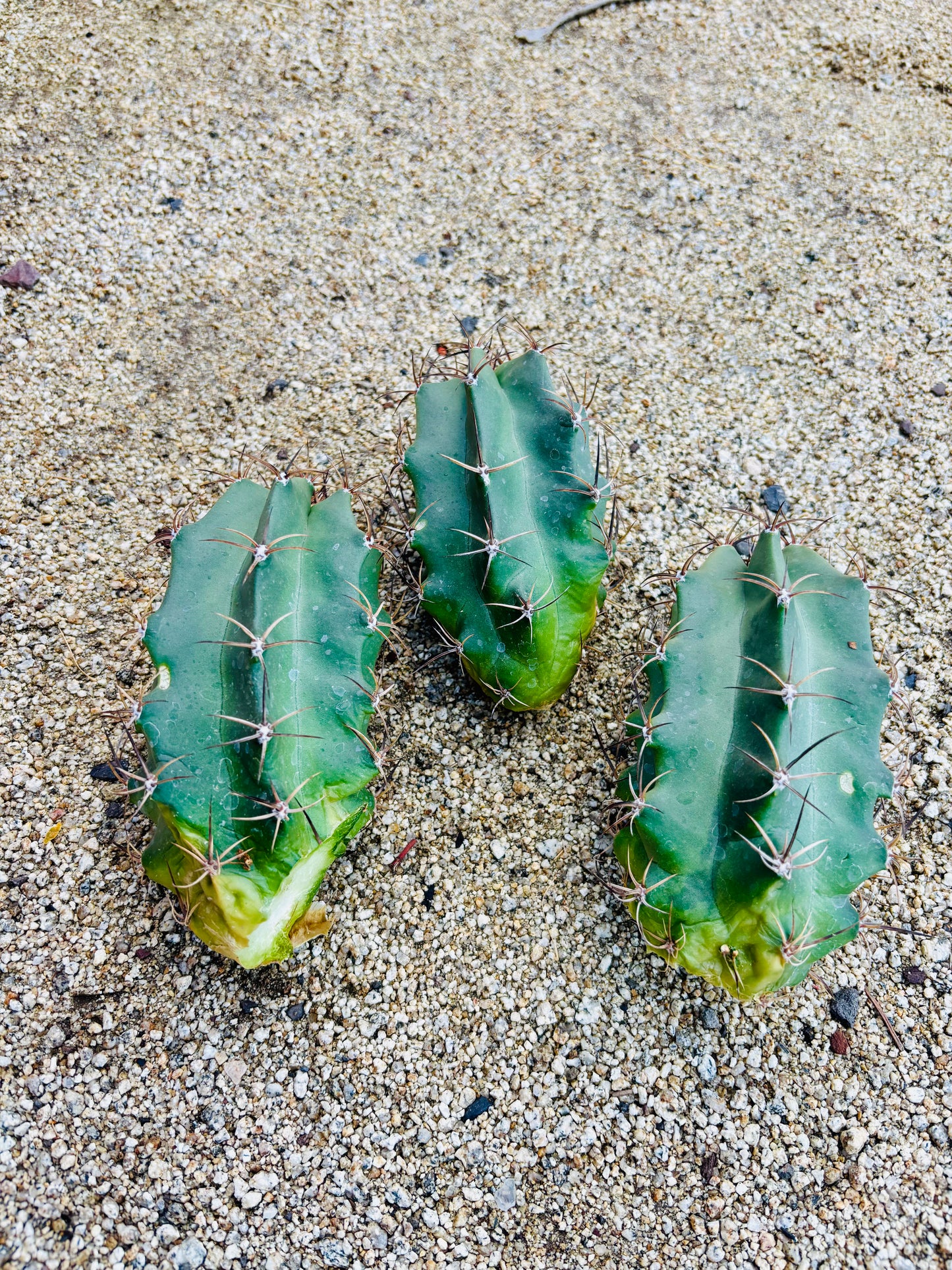 Claret Cup Cactus 'Alamogordo' (E. triglochidiatus x) COLD HARDY