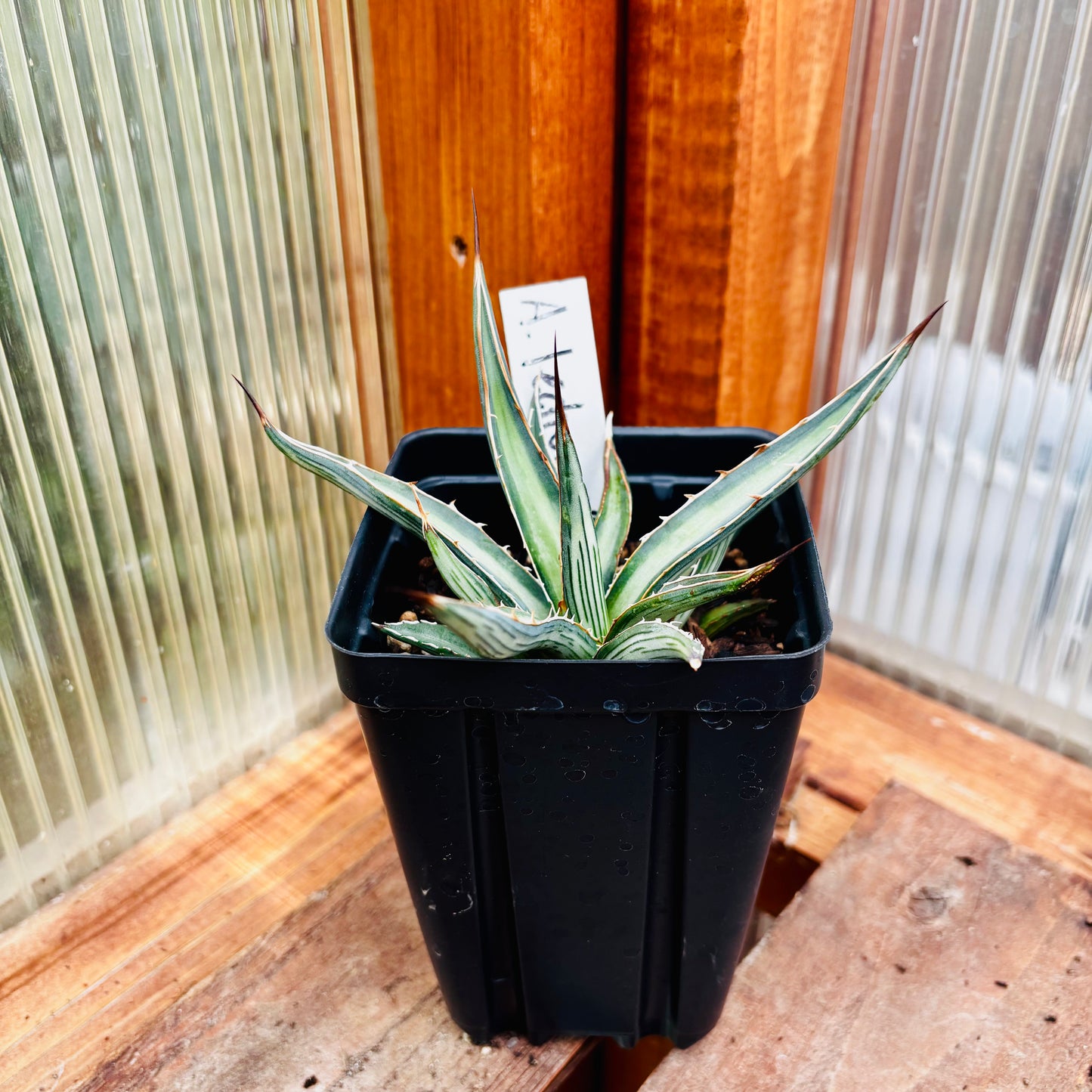 Agave lechuguilla 'Shin Dagger" COLD HARDY ZONE 6