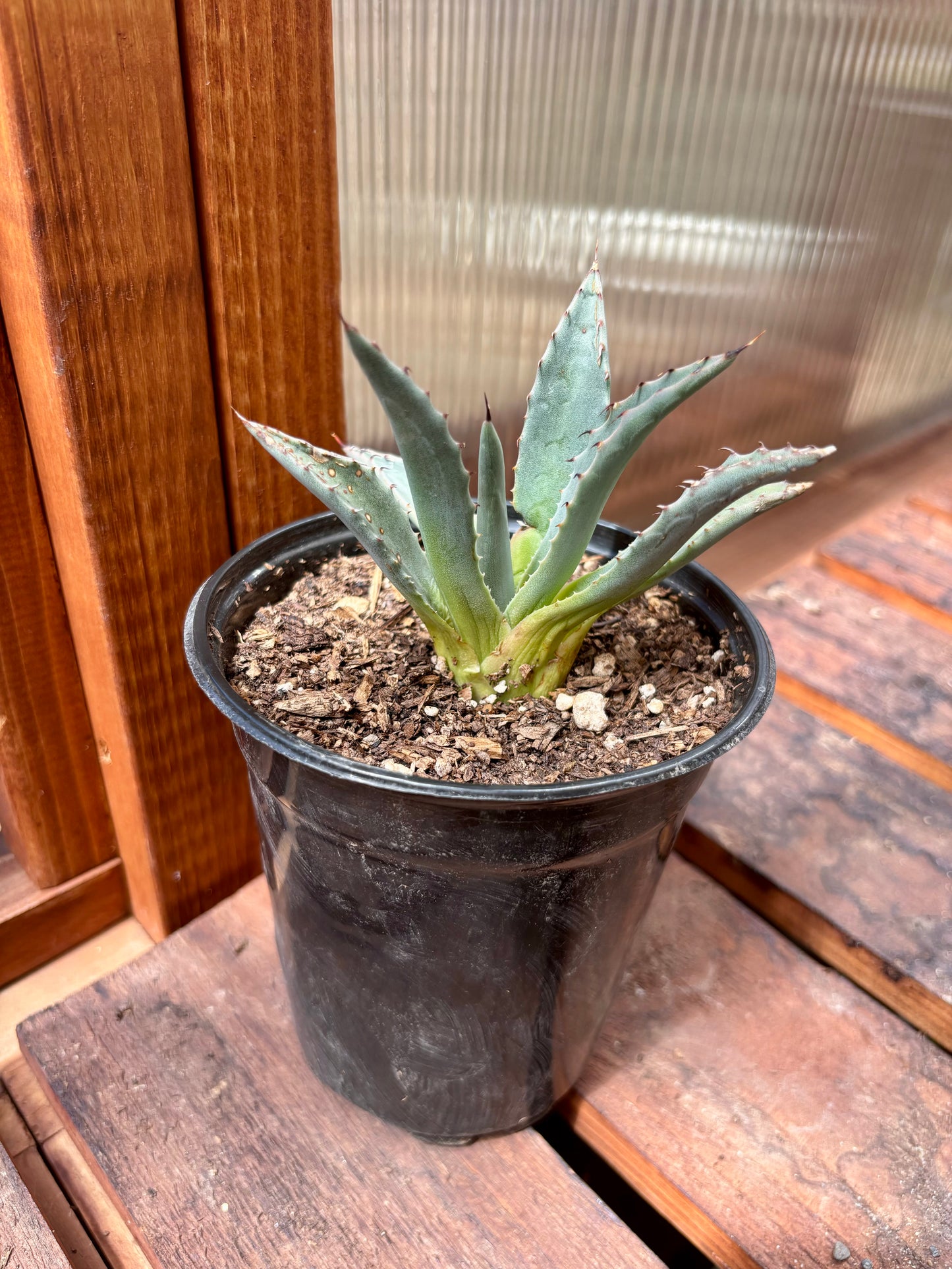 Agave neomexicana 'Oregon' Century Plant - COLD HARDY ZONE 5