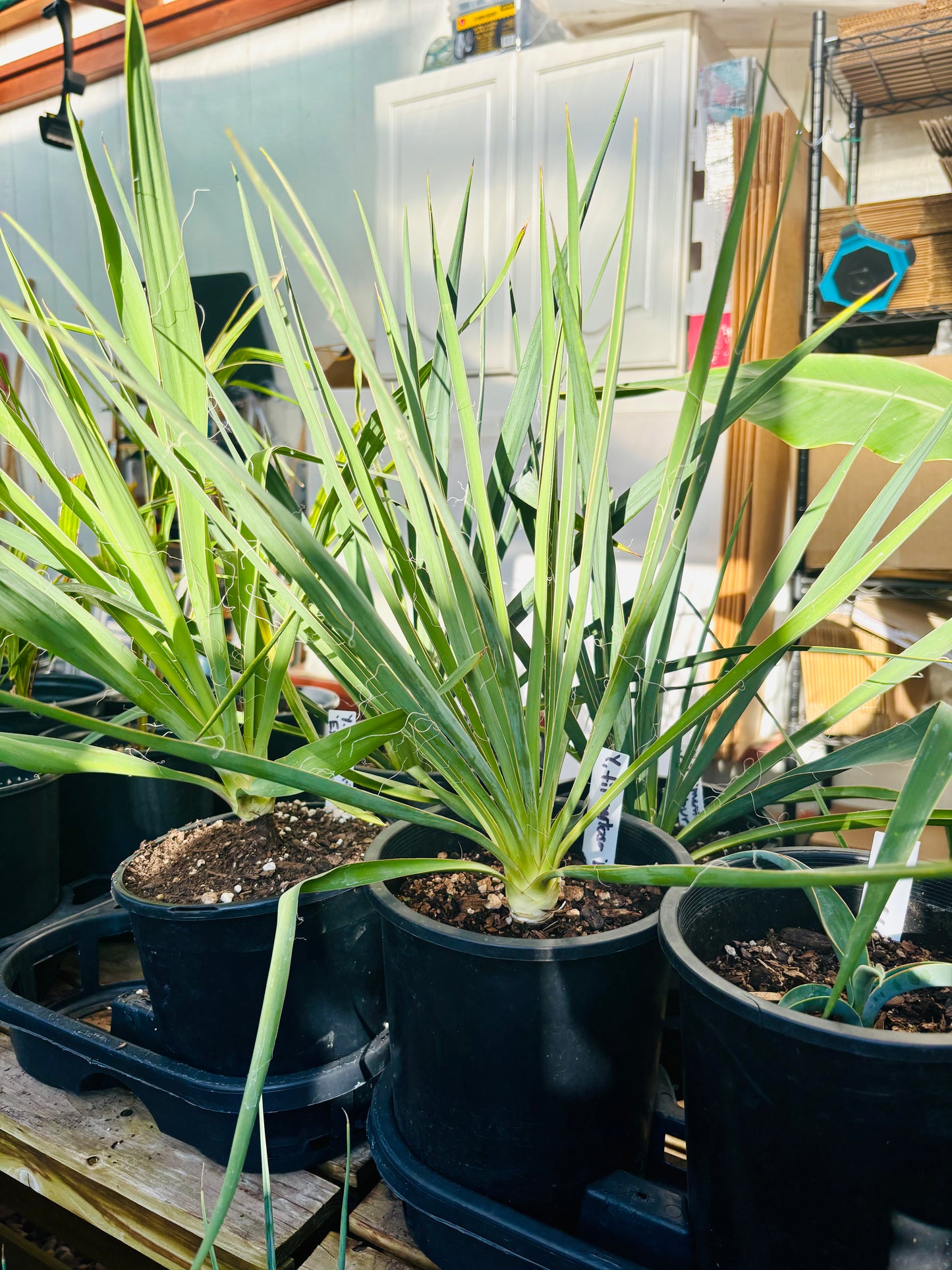 Yucca filimentosa 'Excalibur' COLD HARDY